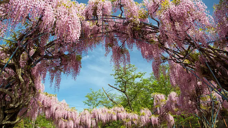 Pink and purple Japanese Wisteria Flowers clusters forming an archway canopy with blue sky visible above.