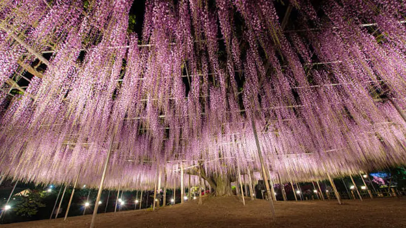 Purple Japanese Wisteria Flowers illuminated at night while cascading from an overhead garden trellis.