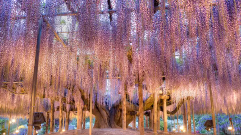 Ancient wisteria tree covered with long purple Japanese Wisteria Flowers glowing at dusk on a garden structure.