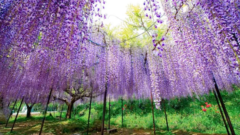 Purple Japanese Wisteria Flowers creating a tunnel-like canopy over a peaceful garden pathway.