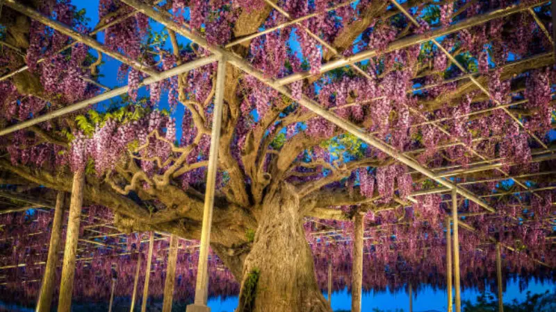 Geometric trellis covered with purple Japanese Wisteria Flowers blossoms around a twisted old tree trunk at twilight.