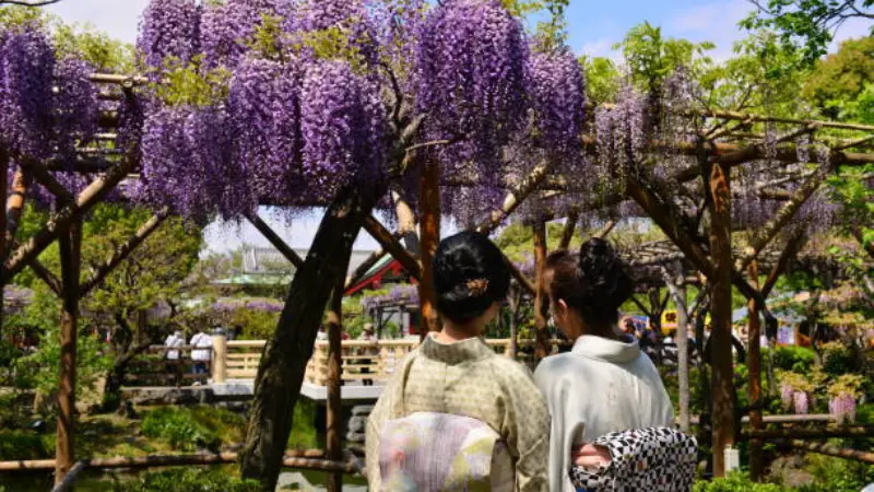 Two women wearing traditional kimonos standing beneath an arch of blooming purple Japanese Wisteria Flowers.