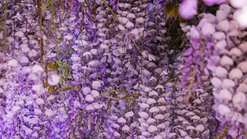 Close-up of densely packed purple and white Japanese Wisteria Flowers hanging gracefully from a flowering vine.