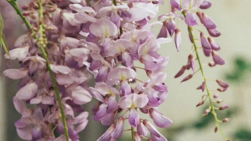 Pale purple Japanese Wisteria Flowers cluster with unopened buds growing along a thin vine against a soft blurred background.