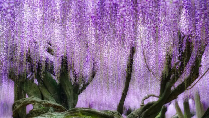 Purple Japanese Wisteria Flowers cascading from a thick twisted ancient tree trunk in a beautiful garden setting.