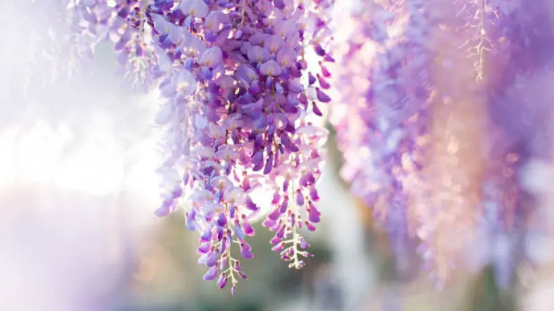 Purple and white Japanese Wisteria Flowers clusters glowing in soft sunlight with delicate hanging petals.