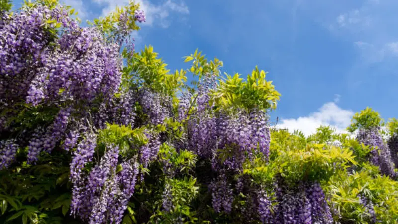 Purple Japanese Wisteria Flowers trailing over green foliage beneath a bright blue sky in a spring garden.