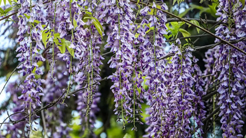 Cascading purple Japanese Wisteria Flowers clusters hanging among fresh green leaves on a climbing vine.
