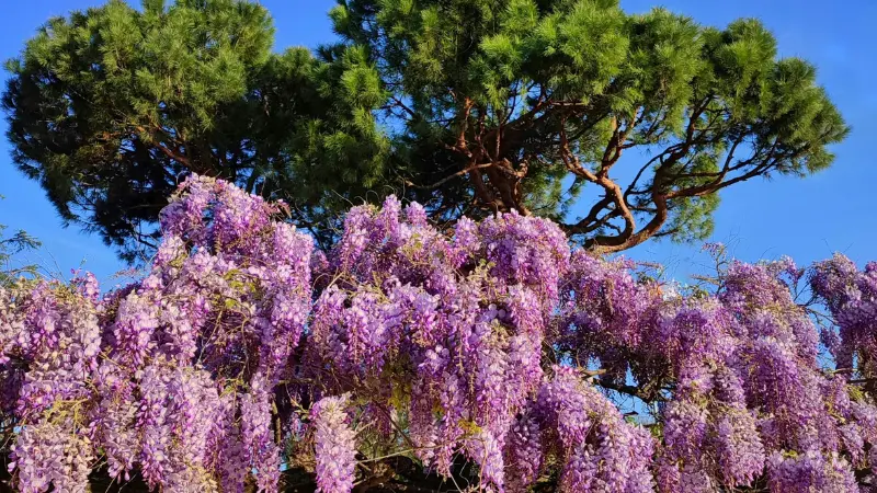Purple Japanese Wisteria Flowers flowing beneath a green pine tree against a clear blue sky.
