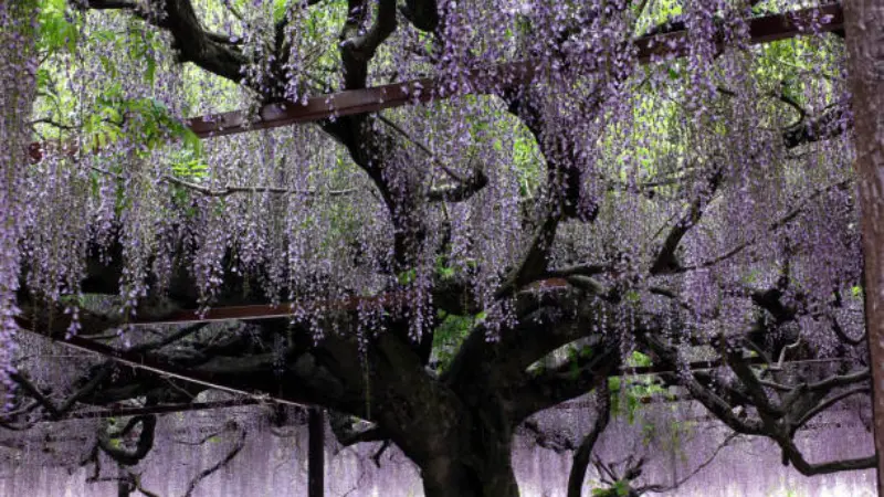 Purple Japanese Wisteria Flowers clusters covering a wooden trellis around an old tree trunk in a garden.