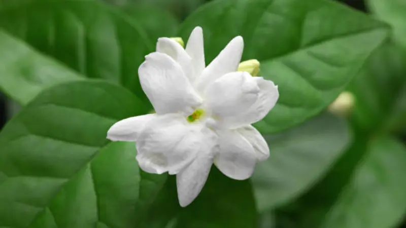 Single white Arabian jasmine flower viewed from above surrounded by lush green leaves and natural foliage.