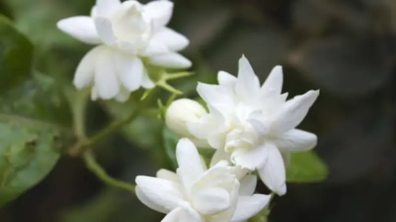 Close-up of star-shaped white Arabian jasmine flowers with narrow delicate petals.