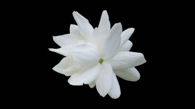 Single double white Arabian jasmine flower with a water droplet isolated against a dark background.