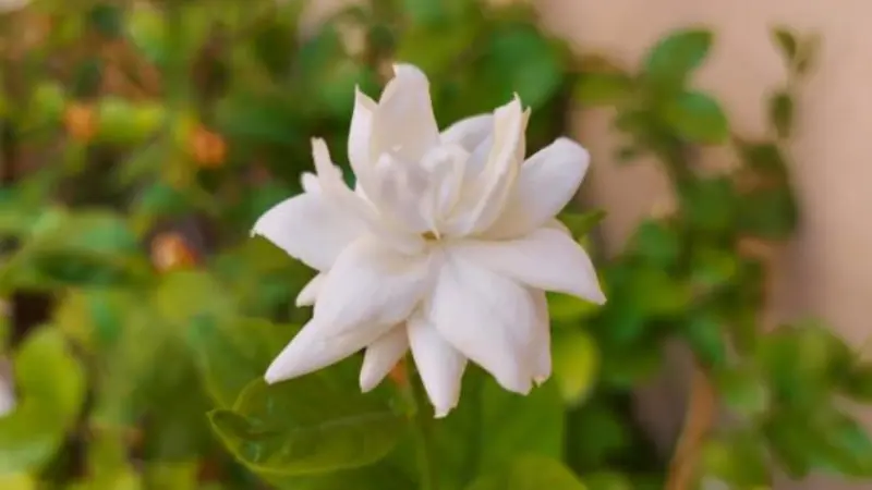 Star-shaped white Arabian jasmine flower blooming naturally in a green garden setting.