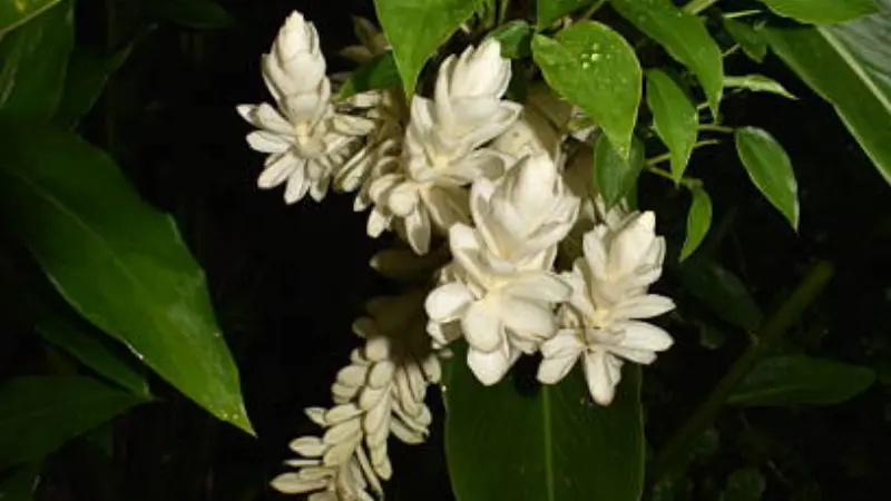 White Arabian jasmine flowers blooming at night among dark green leaves with soft lighting.