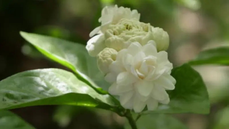 Cluster of double white Arabian jasmine flowers blooming among fresh green leaves on a garden vine.