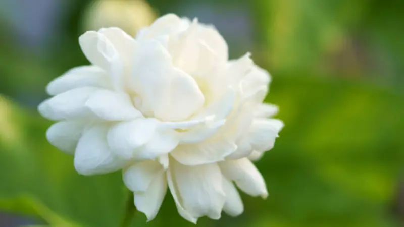 Close-up of a fluffy double-petaled white Arabian jasmine flower showing layered petals and soft texture.