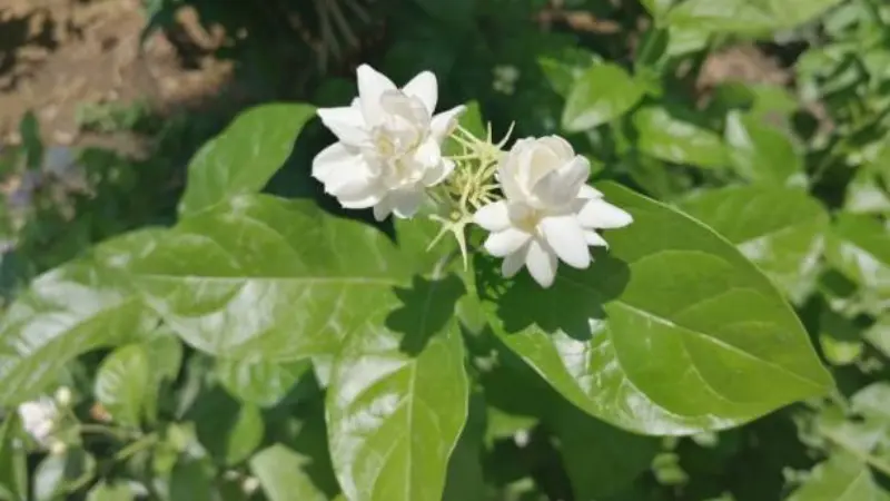 Two clusters of white Arabian jasmine flowers blooming together on a leafy green branch.