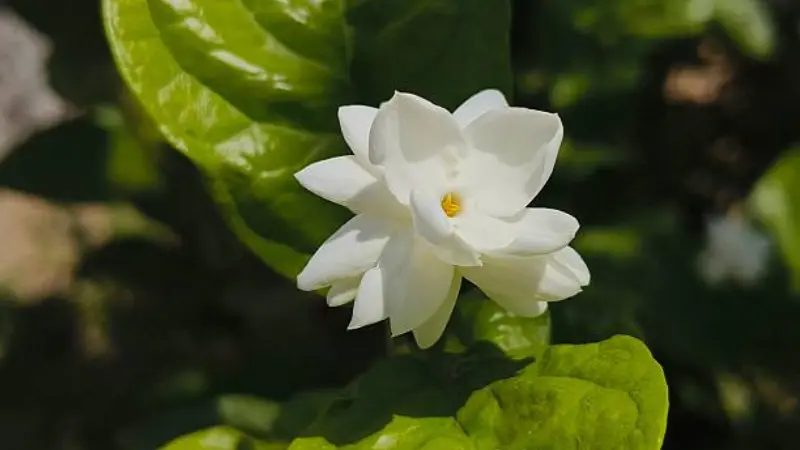 White Arabian jasmine flower with a yellow-orange center surrounded by glossy green leaves.