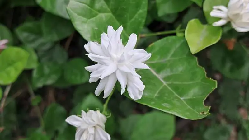 White Arabian jasmine flowers covered with sparkling raindrops after rainfall among green foliage.