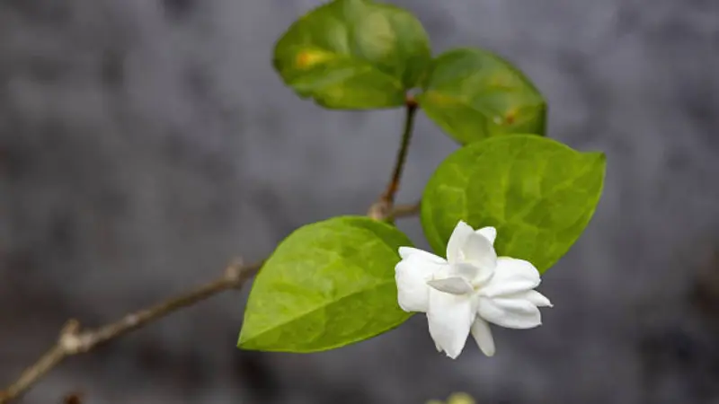 Double white Arabian jasmine flower blooming on a vine with a heart-shaped green leaf.
