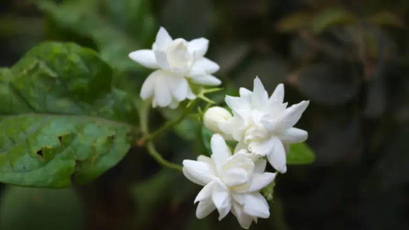 Single white Arabian jasmine flower growing on a slender branch with surrounding green leaves.