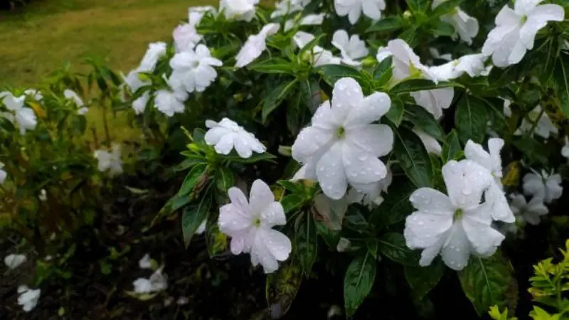 Cluster of star-shaped white Arabian jasmine flowers with unopened buds on a garden vine.