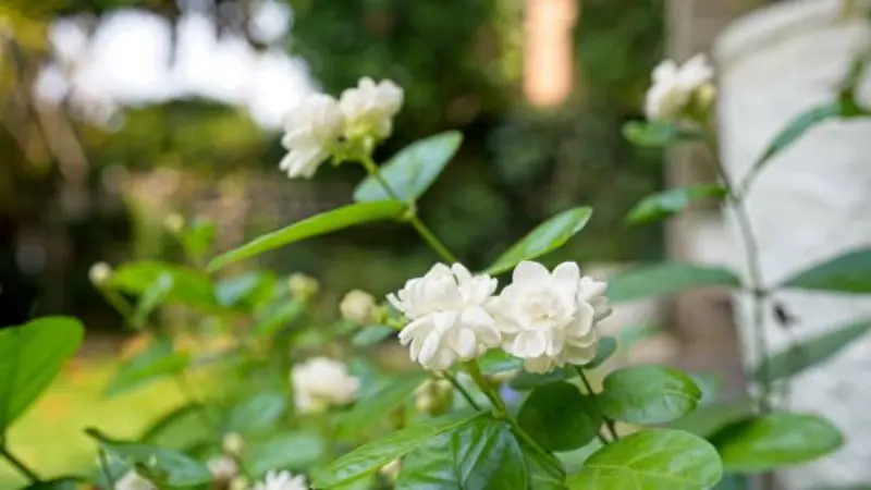 Double Arabian jasmine flowers blooming abundantly on a leafy garden plant with lush foliage.