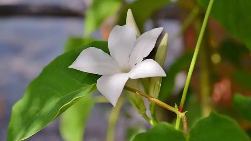 White Spanish jasmine flower with broad petals blooming among green leaves.