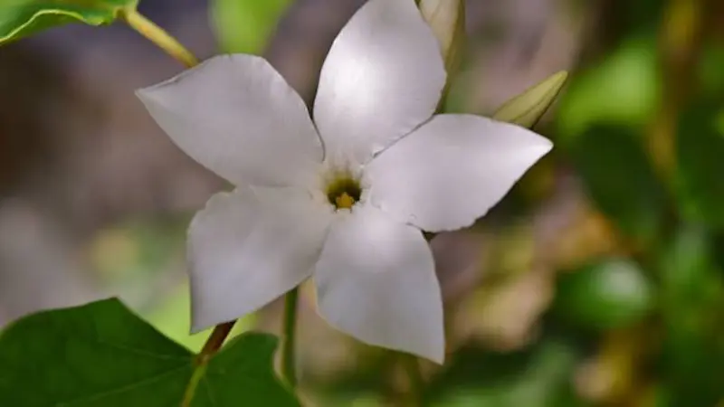 White Spanish jasmine flower with pointed petals and green buds on a natural vine.