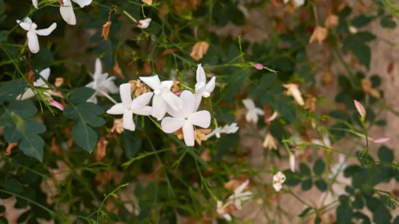 Top-down view of Spanish jasmine flowers growing along a thin wiry vine.