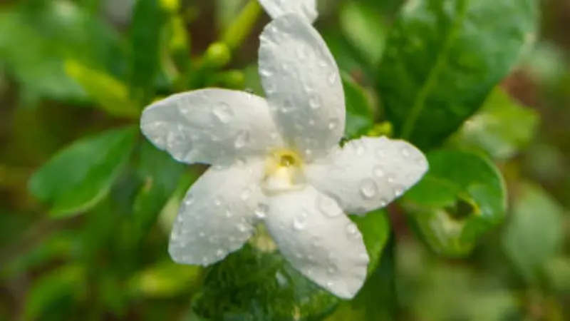 Single Spanish jasmine flower covered with fresh raindrops on delicate petals.