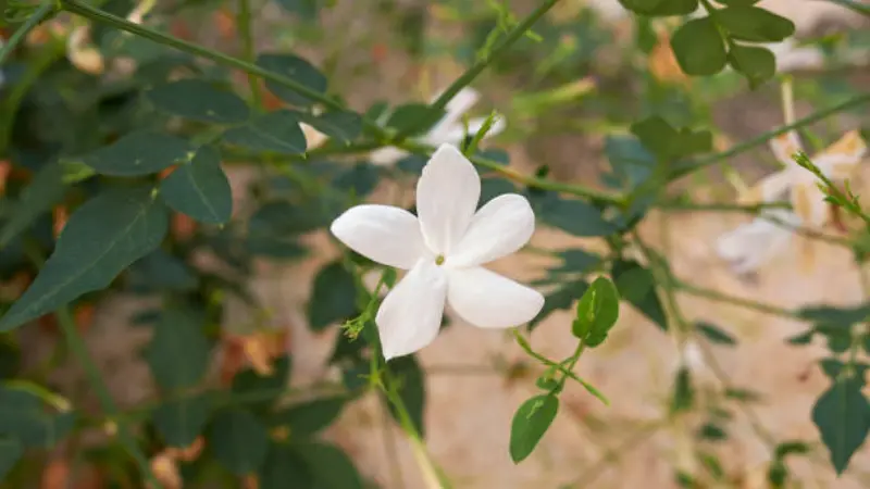 Small white Spanish jasmine flower with a visible yellow center in close-up detail.