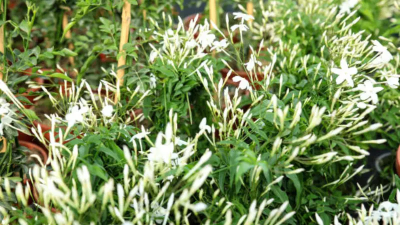 Spanish jasmine flower with delicate white blooms growing among green foliage on a climbing vine.