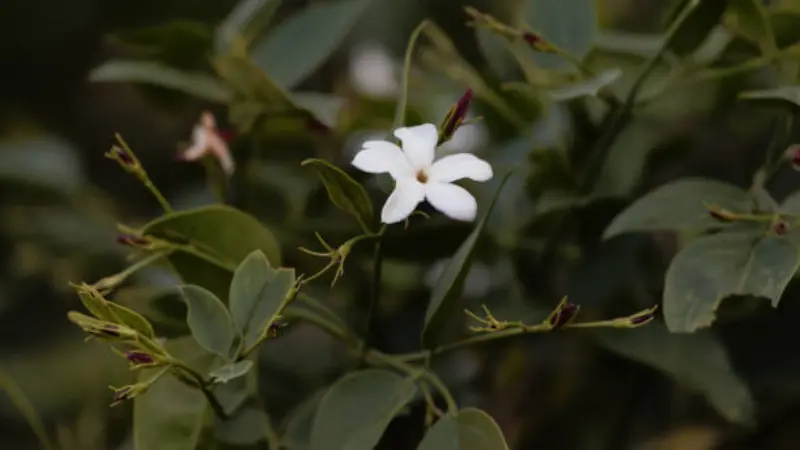 Single white Spanish jasmine flower with pink-tinged buds growing on a slender vine.
