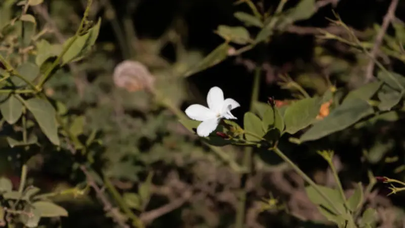 White Spanish jasmine flower blooming at night against a softly blurred dark background.