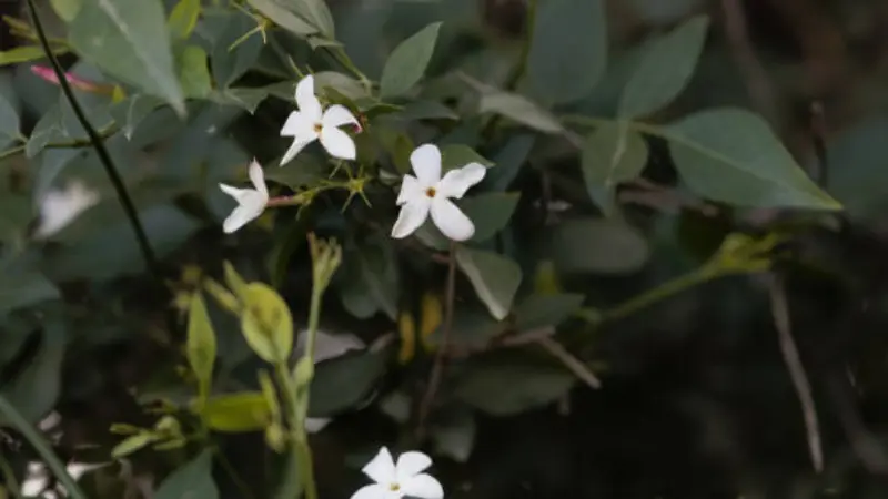 Small white Spanish jasmine flowers blooming along a green climbing vine.