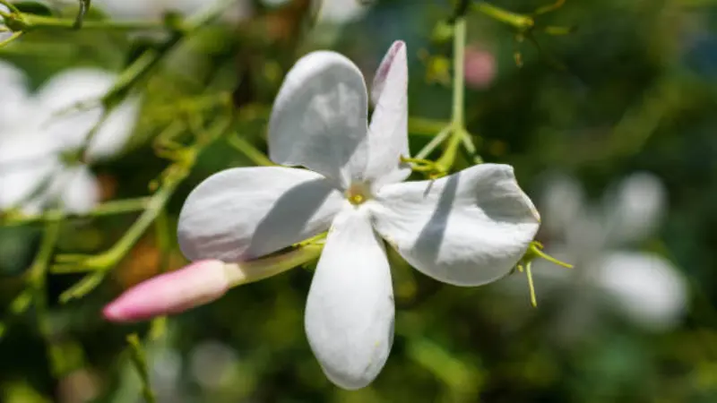 Spanish jasmine flower with pink-tinted petals and unopened buds on a leafy stem.
