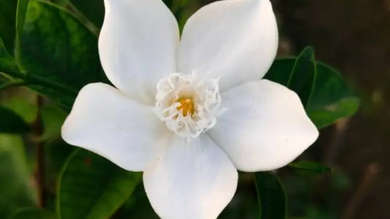 Close-up of Spanish jasmine flower showing ruffled petals and yellow-white stamens.