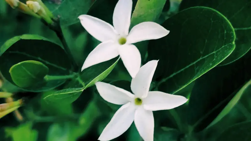 Two star-shaped white jasmine flowers blooming together on a green vine.