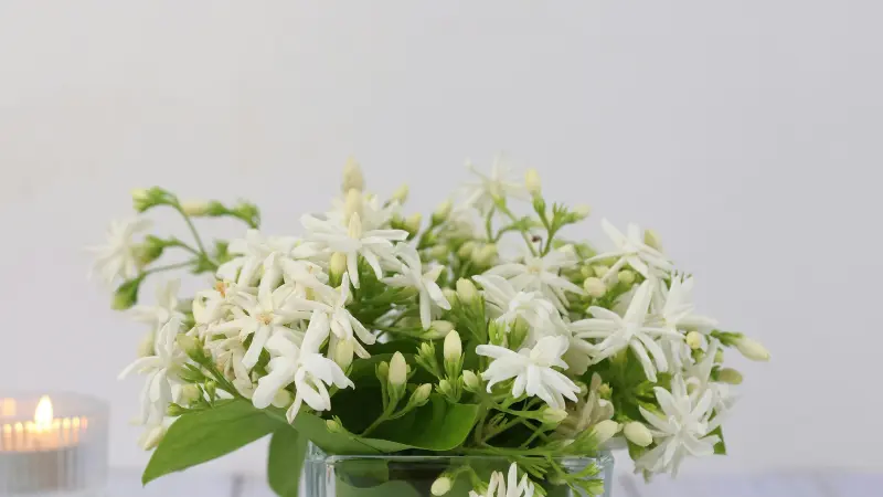 Bouquet of white jasmine flowers arranged beautifully in a glass vase.