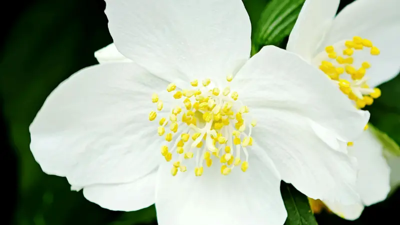 Close-up of a white jasmine flower showing yellow stamens and delicate petals.