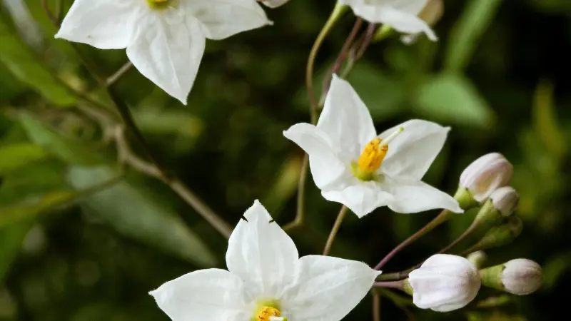 White jasmine flowers with yellow centers and pink buds among green foliage.