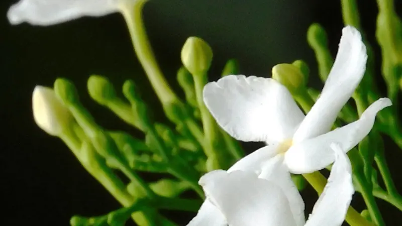 Star-shaped white jasmine flower with green buds growing on slender stems.