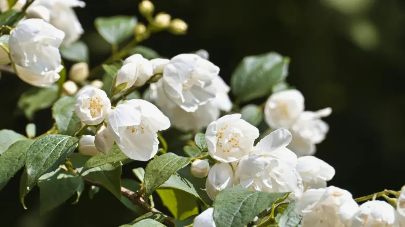 Cluster of double white jasmine flowers blooming brightly in warm sunlight.