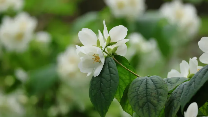 White jasmine flower with glossy green leaves in gentle natural focus.