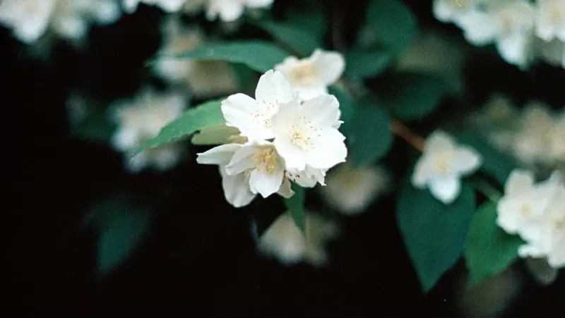 Cluster of white jasmine flowers against a soft dark blurred background.