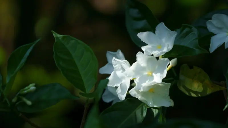 White jasmine flowers growing among dark green leaves in a garden environment.