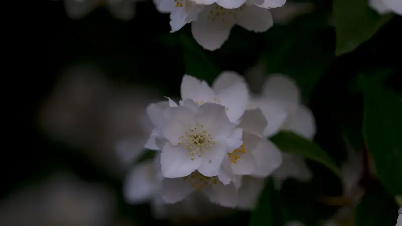 White jasmine flowers with yellow stamens blooming in dim soft lighting.