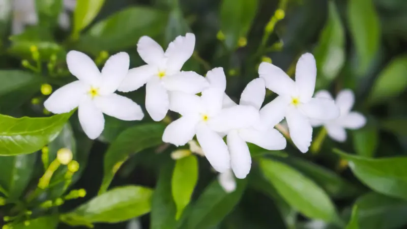 White jasmine flowers with pinwheel-shaped petals in a natural garden setting.